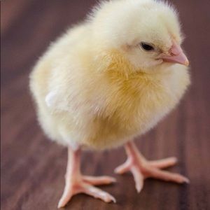 Meet your Posher, Jillian